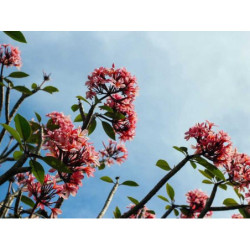 Practical Wool Watch fr-FR